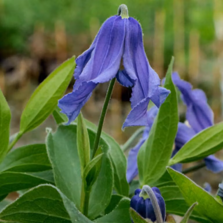6 piante di Clematis integrifolia, varietà 'Blue Ribbons' | Vaso da 9x9 cm