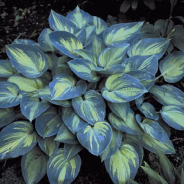 6 piante di Hosta 'June', varietà Funkie, in vaso da 9x9 cm