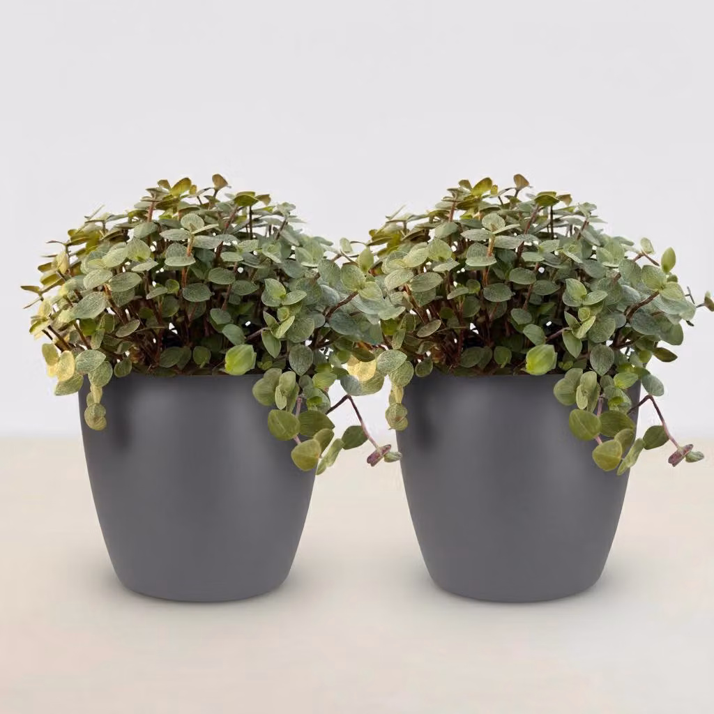 Calissia Repens Pianta da appartamento Set da 2 con vaso grigio Ø12cm Altezza