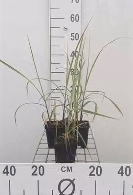 6 x Miscanthus sin. 'Malepartus' - Chinaschilf - Topf 9 x 9 cm