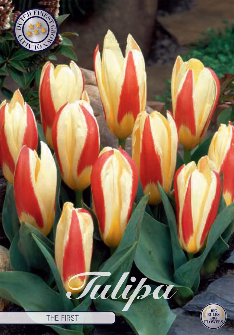 Tulipano The First (7 pezzi) | Bulbi di tulipano di Sam van Schooten