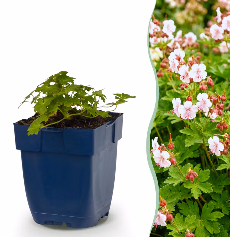 Geranium macr. Spessart - Becco di cicogna - Coprisuolo - Bianco-rosa - 6 piante - 15-25cm - Ø11cm - Pianta da giardino