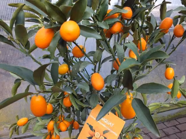 Kumquat con frutto 130-160 cm Fortunella margarita Citrus Citrus pianta di agrumi