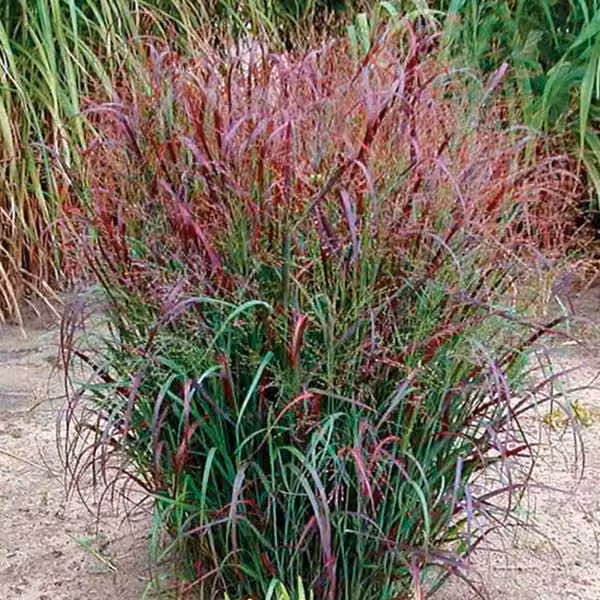 6 piante di Panicgrass "Squaw" (Panicum virgatum) | Vaso da 9x9 cm