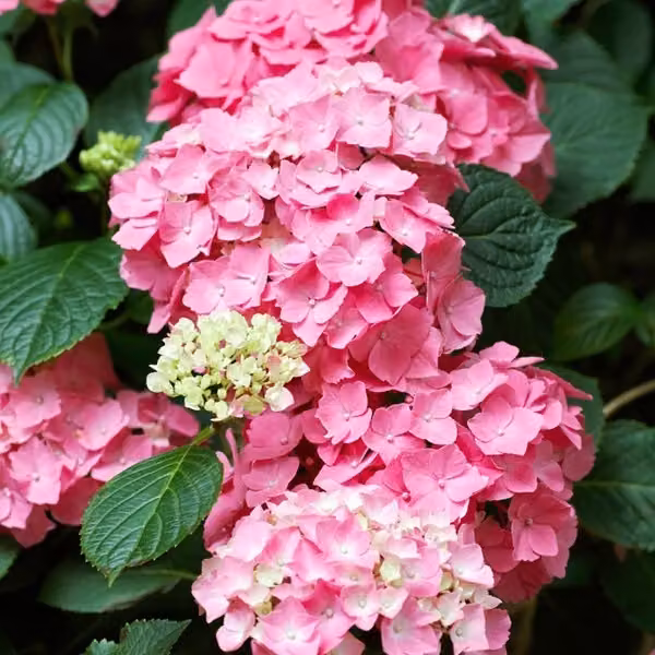 2 ortensie - Hydrangea macrophylla 'Pia', in vaso, altezza 25-30 cm