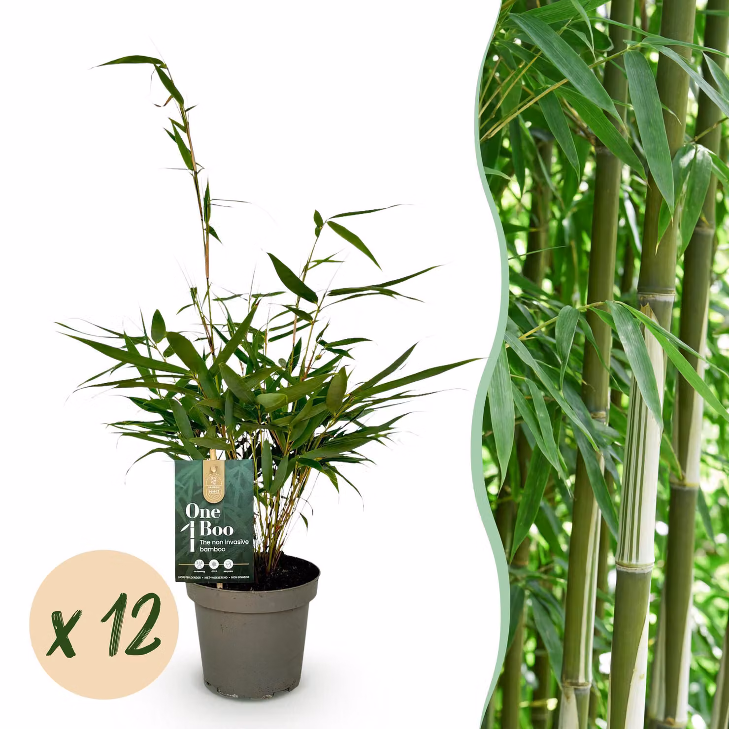 Bambù - Fargesia robusta Pingwu - Sempreverde - Non invasivo - Verde - 12 piante - 25-35cm - Ø14cm - Pianta da giardino