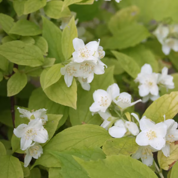 2 piante di gelsomino profumato - *Philadelphus coronarius* 'Aureus' | altezza 30-40 cm, in vaso