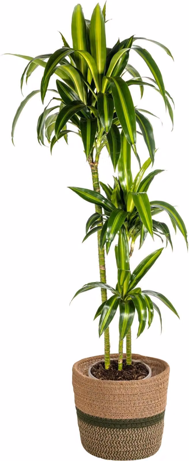 Dracaena Deremensis Hawaiian Sunshine con cesto in vimini - Altezza 130-150cm