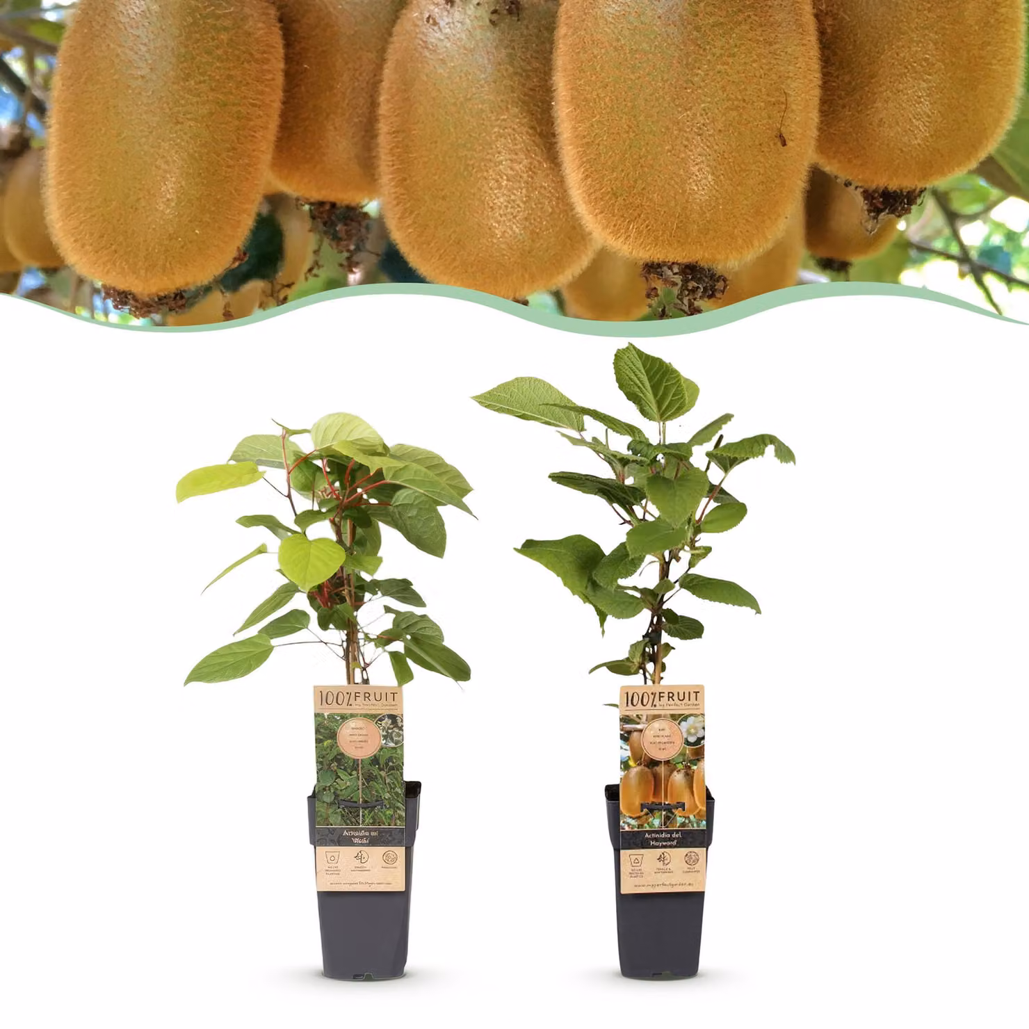 Actinidia Weiki & Hayward - Pianta di kiwi - 1 Maschio - 1 Femmina - Piante - Verde - 40-50cm - Ø15cm - Pianta da giardino