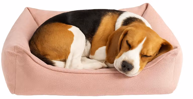 Solidchoice - Cuccia ortopedica per cani Baldar, rettangolare, 65 cm, rosa