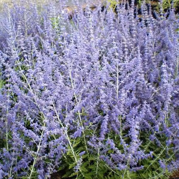 2 piante di Blauraute (Perovskia 'Blue Spire'), alte 20-25 cm, in vaso