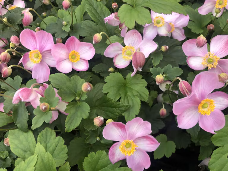 6 x Anemone hupehensis 'Jasmine' - Anemone in vaso 9 x 9 cm
