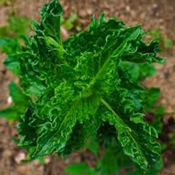 6 piantine di menta marocchina - *Mentha spicata* 'Crispa' | Vaso da 9x9 cm