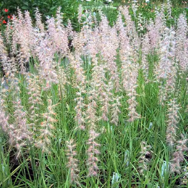 6 piante di erba ornamentale "Feines Federborstengras" (Pennisetum orientale), in vaso di 9x9 cm