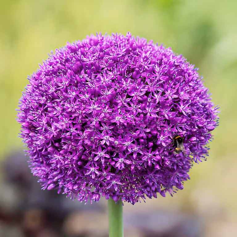 Bulbi di Allium resistenti al freddo, perenni - Purple Sensation - 5 bulbi - Allium Giganteum - Piante profumate provenienti dall'Olanda, ideali per giardino e vasi (bulbi grandi, senza semi, non trattati artificialmente)