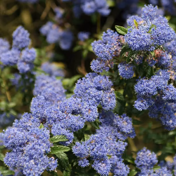 2 piante di Ceanothus 'Concha' (Säckelblume), alte 30-40 cm, in vaso
