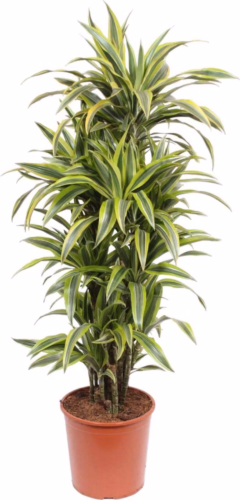 Dracaena Lemon Lime - 150 cm - Ø30