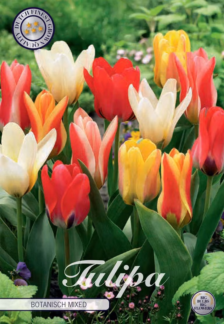 Tulipani Botanical Mix (10 bulbi) | Bulbi di tulipano di Sam van Schooten