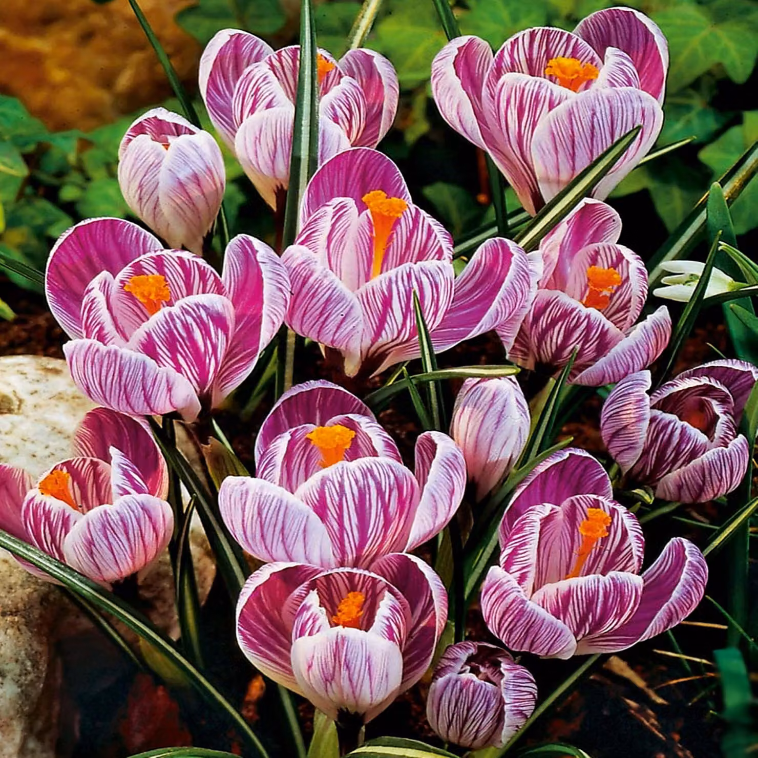 Bulbi da fiore Bulbi Crocus a fiore grande Crocus Pickwick 10 pz.