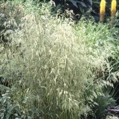 6 x Deschampsia cespitosa - Frullato di prato - vaso 9 x 9 cm