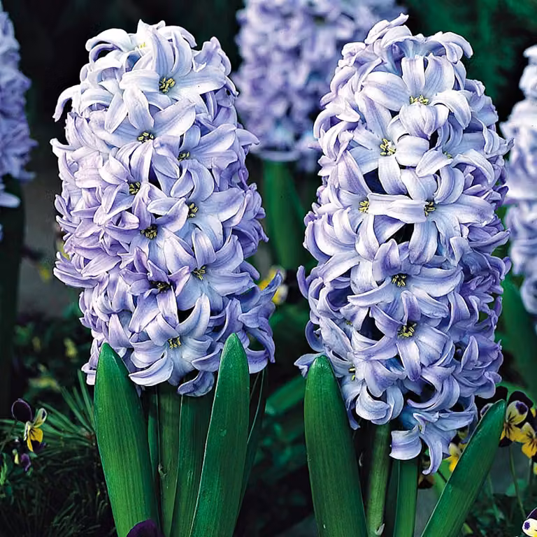 Bulbi di giacinto Bulbi di fiori Hyacinthus Sky Jacket 10 pz.