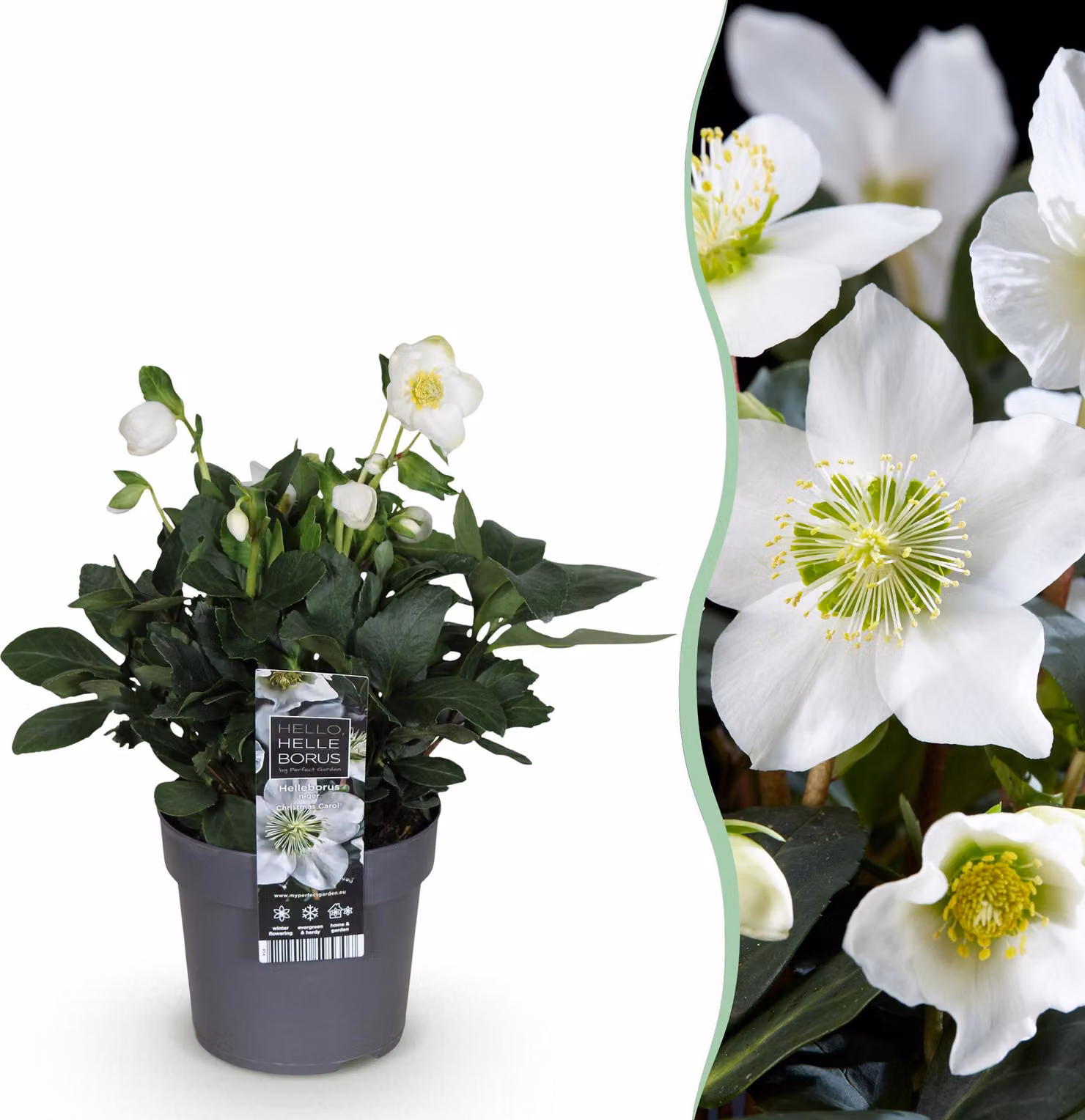 Rosa di Natale - Helleborus Christmas Carol - Fiore bianco -1 Pianta - Sempreverde - 30cm - Ø14cm - Pianta da giardino