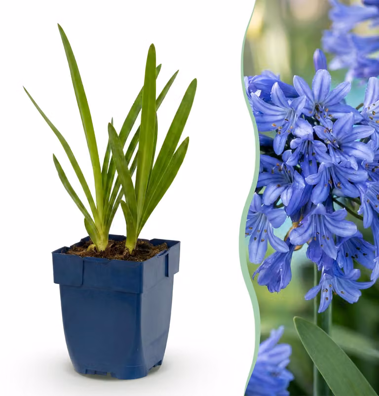 Agapanthus africanus - Giglio africano - Attira api e farfalle - Blu - 24 piante - 15-25cm - Ø11cm - Pianta da giardino