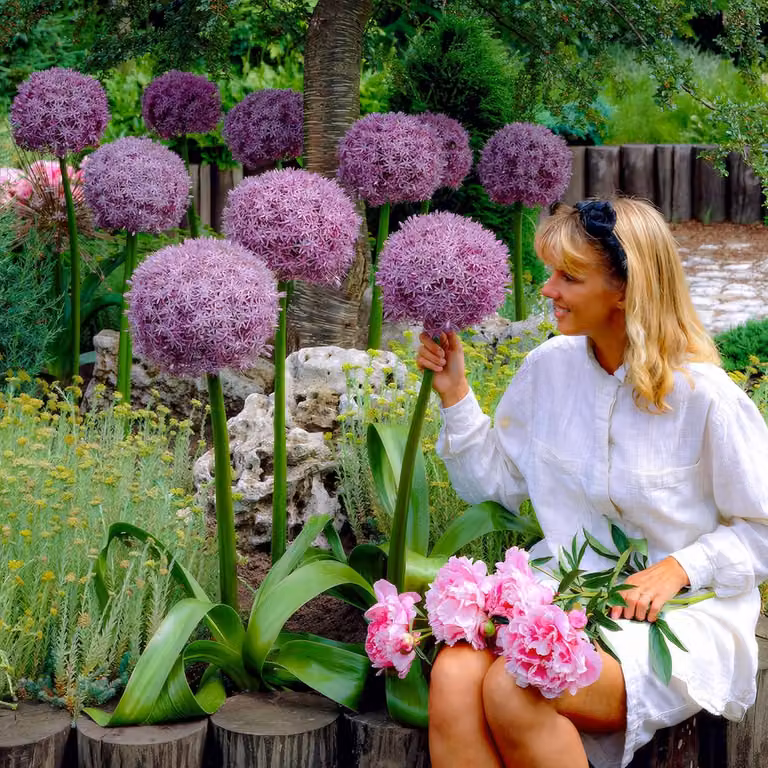 Cipolle di Allium resistenti al freddo, perenni - Super Bowl - 5 bulbi di fiori - Cipolle di Allium Giganteum - Piante profumate provenienti dall'Olanda, ideali per giardino e vasi (bulbi grandi, senza semi, non trattati artificialmente)