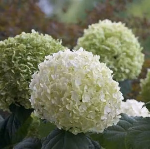 Ortensie - Hydrangea 'Incrediball Strong' | 40-50 cm in vaso