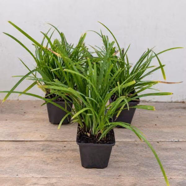 6 piante di Carex foliosissima 'Irish Green' | Vaso da 9x9 cm