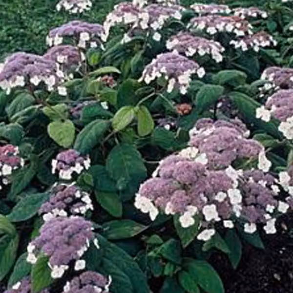 Ortensie - Hydrangea aspera 'Macrophylla' | 40-60 cm in vaso