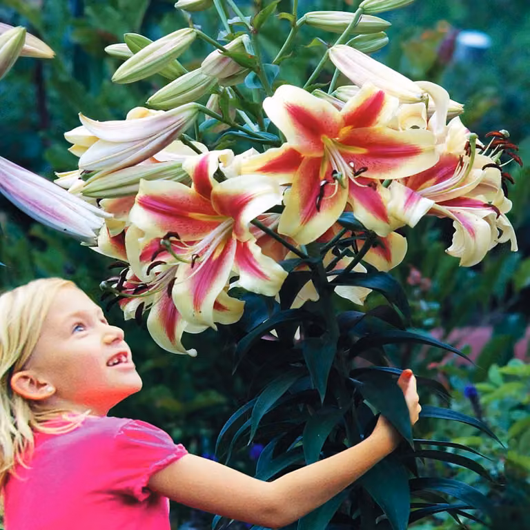 Gigli Bulbi Bulbi Fiori Giglio d'albero Robert Swanson 1 pz.