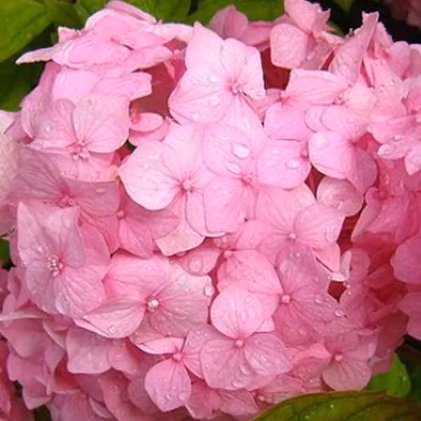 2 ortensie - *Hydrangea macrophylla* 'Sibilla', in vaso, altezza 25-30 cm