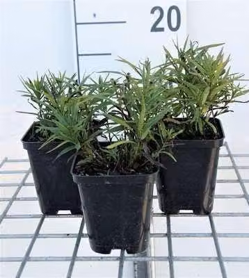 6 x Inula ensifolia ('Compacta') - Alant - vaso 9 x 9 cm