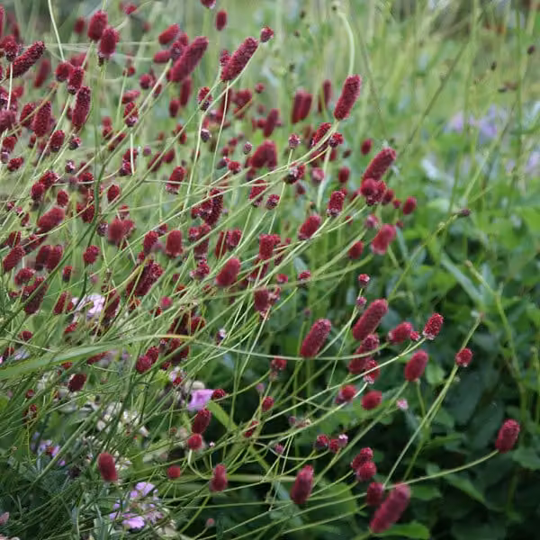 6 piante di Pimpinella (Sanguisorba minor) | Vaso da 9x9 cm