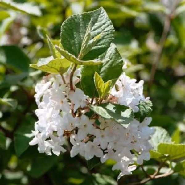 Schneeball - Viburnum opulus 'Compactum' | 60-80 cm in vaso