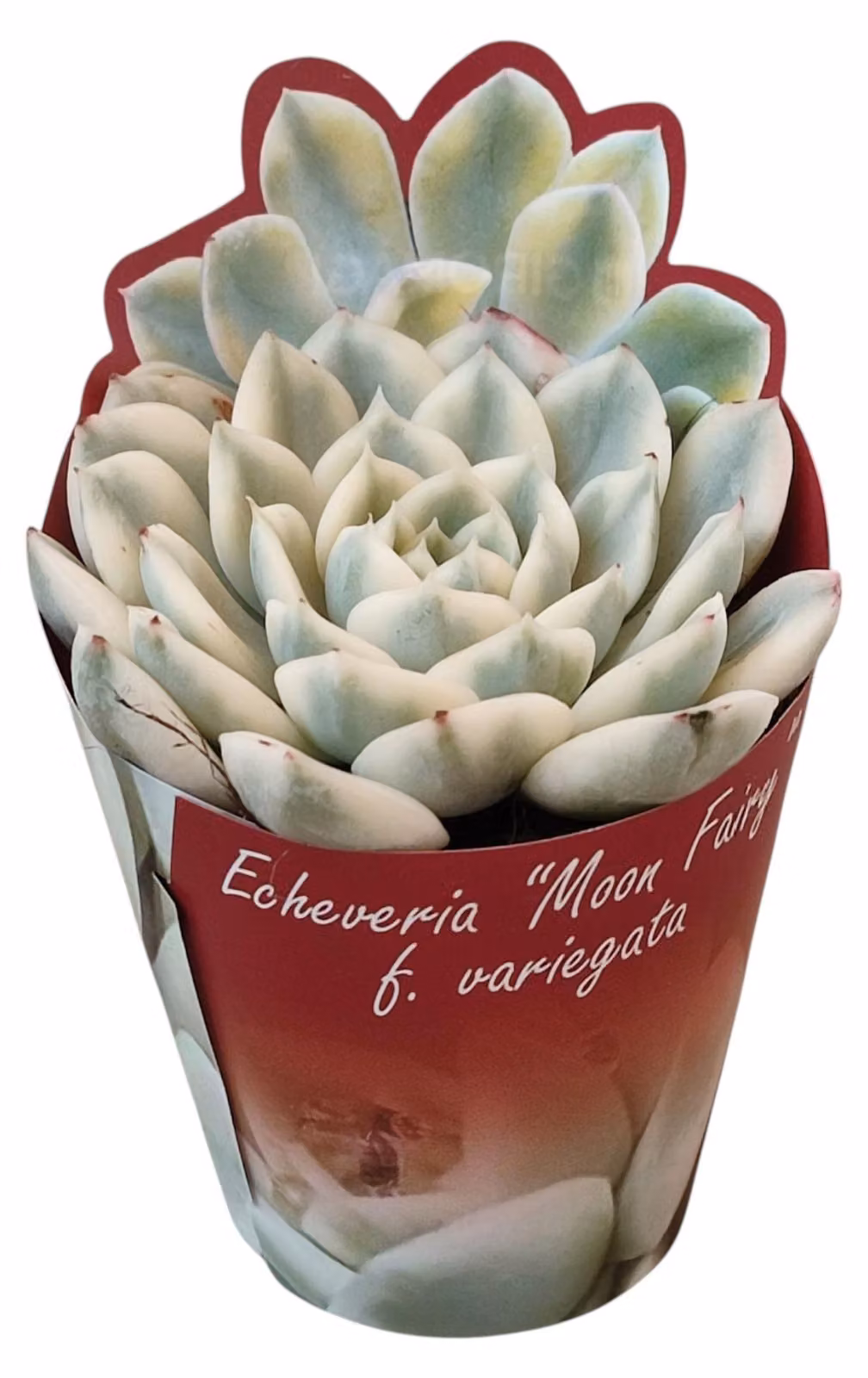 Echeveria "Moon Fairy" variegata - Echeveria rara - rarità - 6,5cm dimensione del vaso - 15cm alta