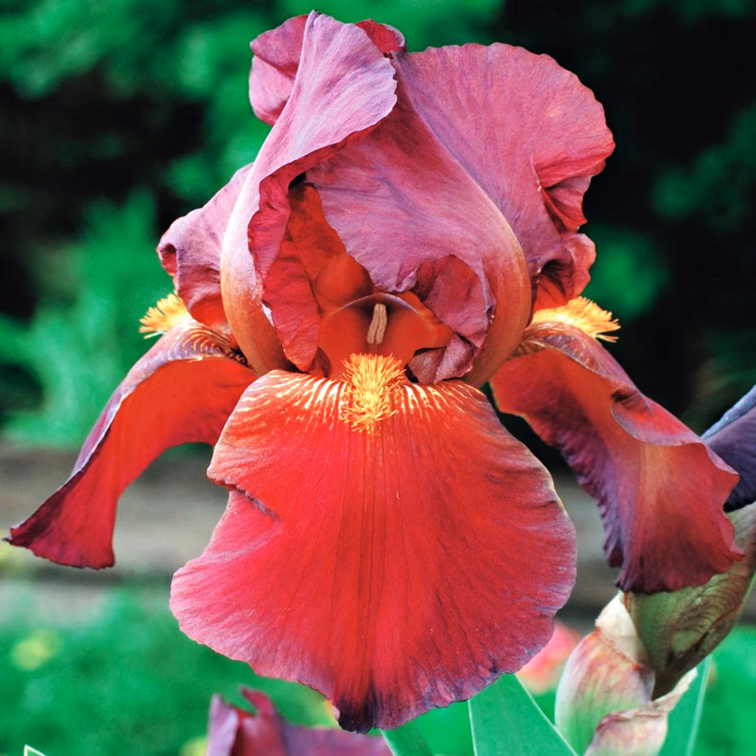 Iris Germanica Bródkowy Red Zinger 1 pz Iris piantine Iris Iris