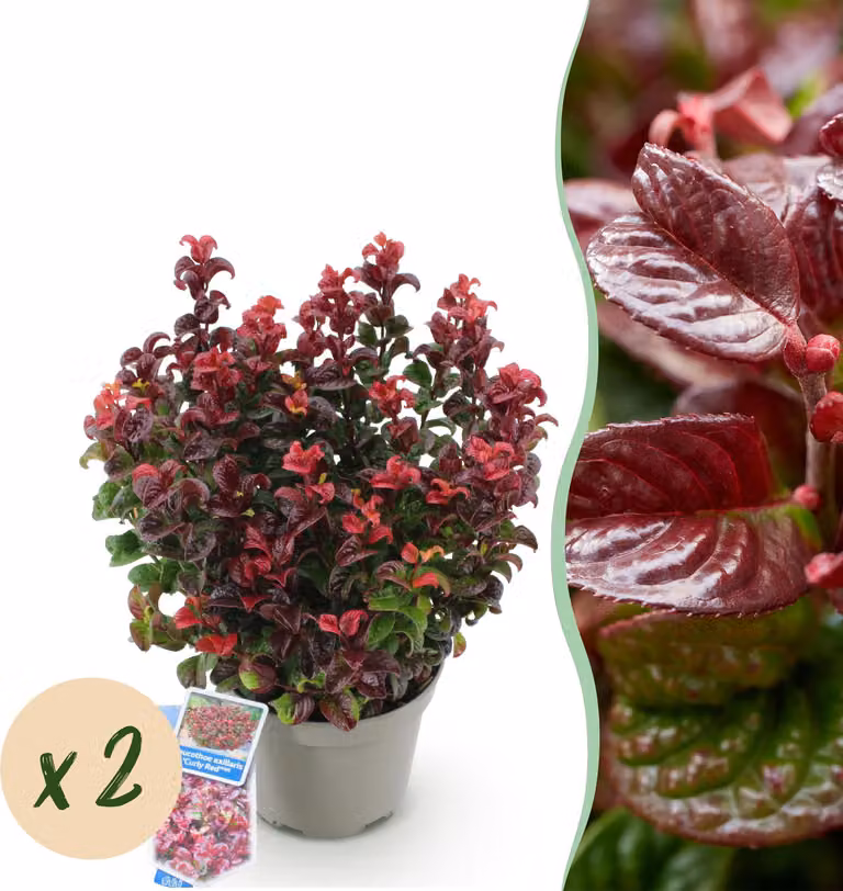 Leucothoe Curly Red - Rosso - 2 piante - Sempreverde - Bassa manutenzione - 30-40cm - Ø17cm - Pianta da giardino