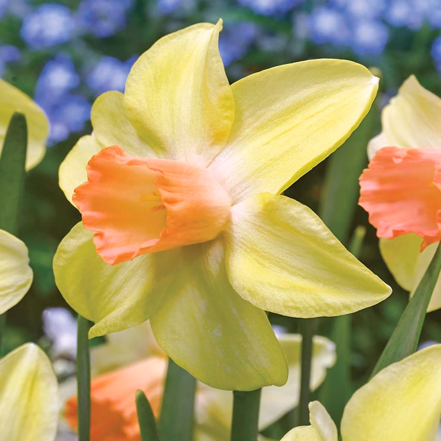 Narciso Prototipo Botanico 5 pz. Bulbi di narciso Bulbi di fiori