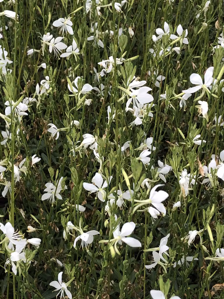 6 x Gaura lindh. 'Snowbird' (= oenothera lindh.) - Prachtkerze - Topf 9x9 cm