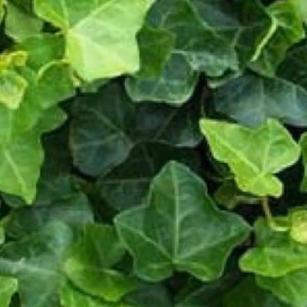 2 piante di edera irlandese (Hedera hibernica) | Altezza: 60-80 cm, fornite in vaso