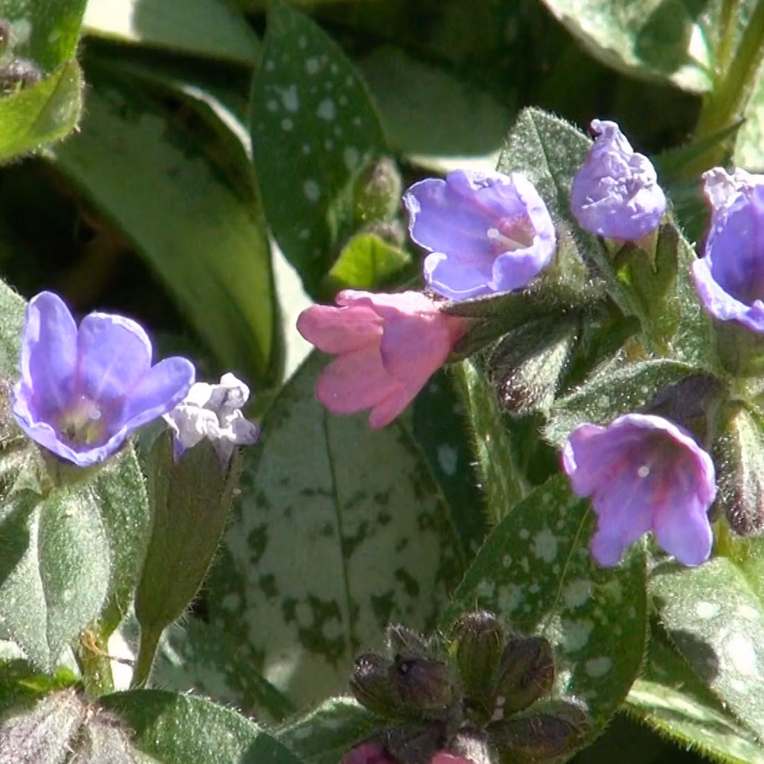 6 piante di *Pulmonaria saccharara* 'Mrs Moon', varietà a macchie grandi, in vaso da 9x9 cm