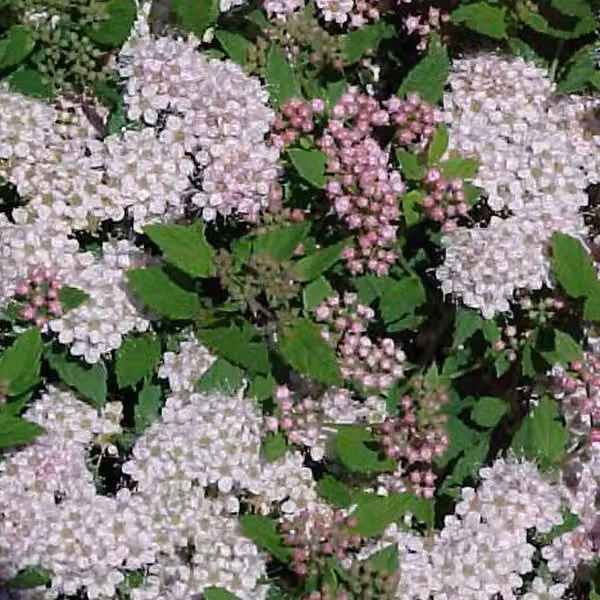 2 piante di Spiraea japonica 'Little Princess', adatte per la coltivazione estiva, in vaso, altezza 20-25 cm