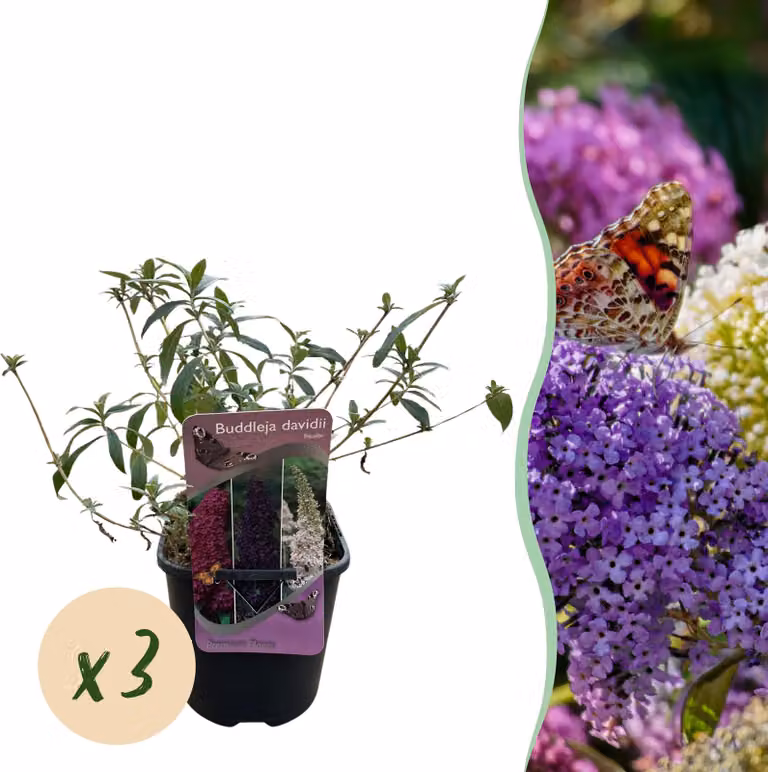 Arbusto delle farfalle - Buddleja davidii Tricolour - Fiore rosa bianco e viola - 3 piante - 1m2 - Deciduo - Attira le farfalle - 30cm - Ø18cm - Pianta da giardino