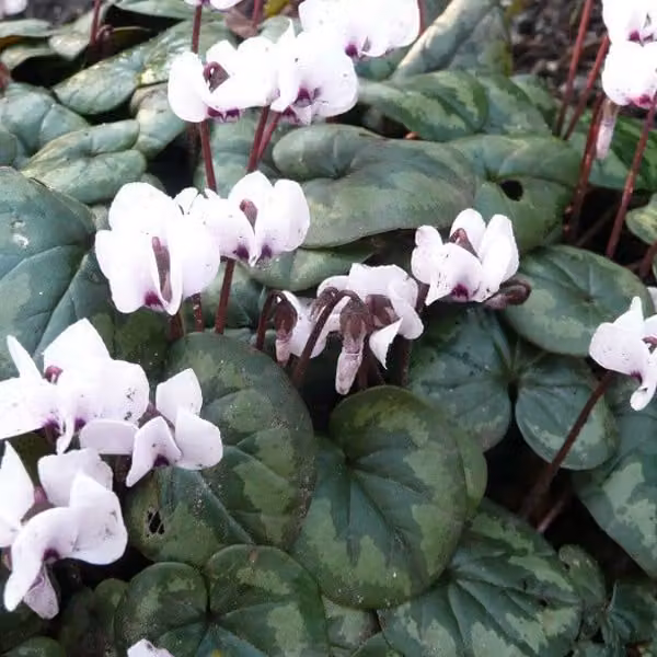 6 piante di ciclamino alpino autunnale bianco - Cyclamen hederifolium 'Album' | Vaso da 9x9 cm
