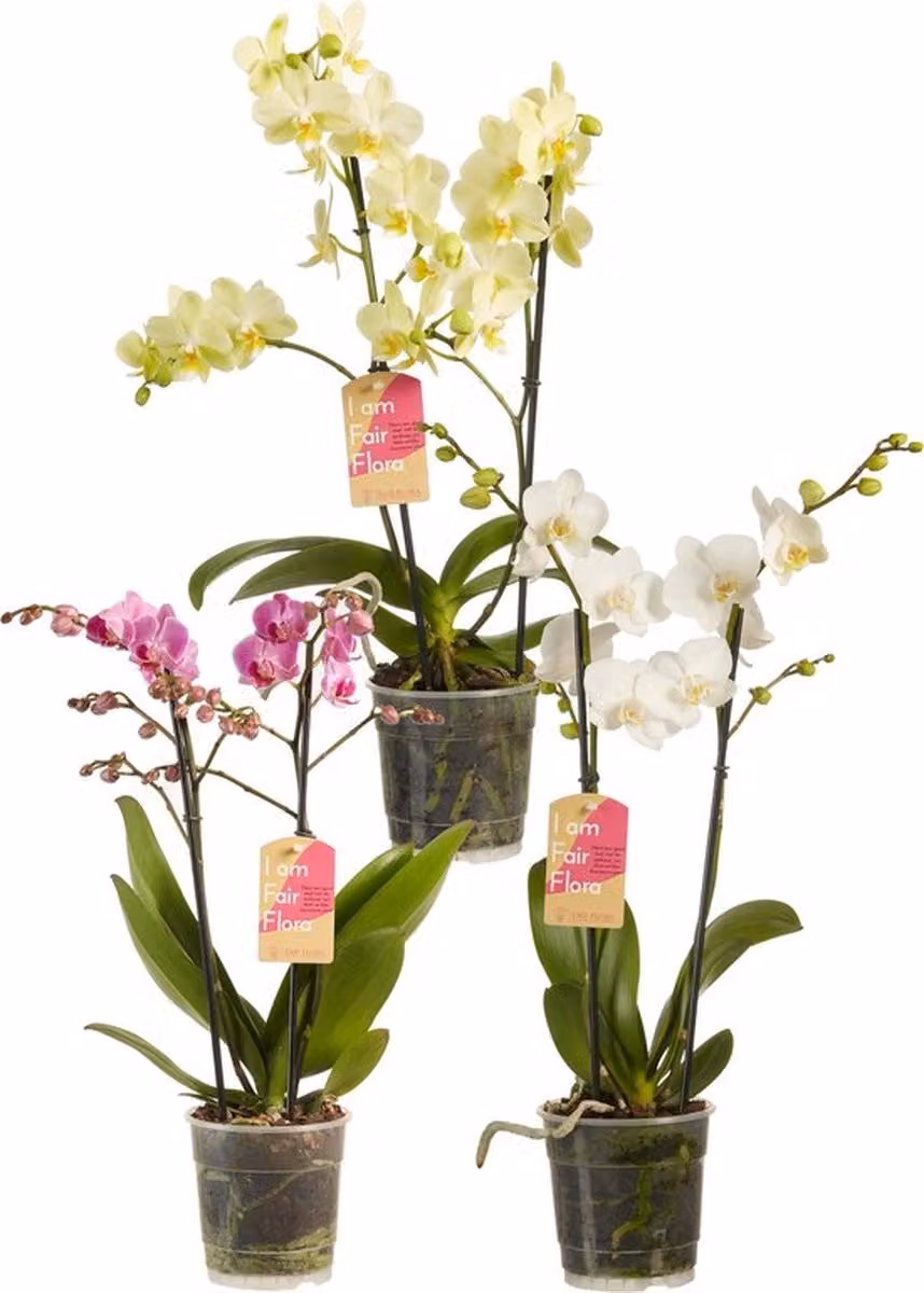 Mangime in pellet per orchidee Ferrarium 100 grammi