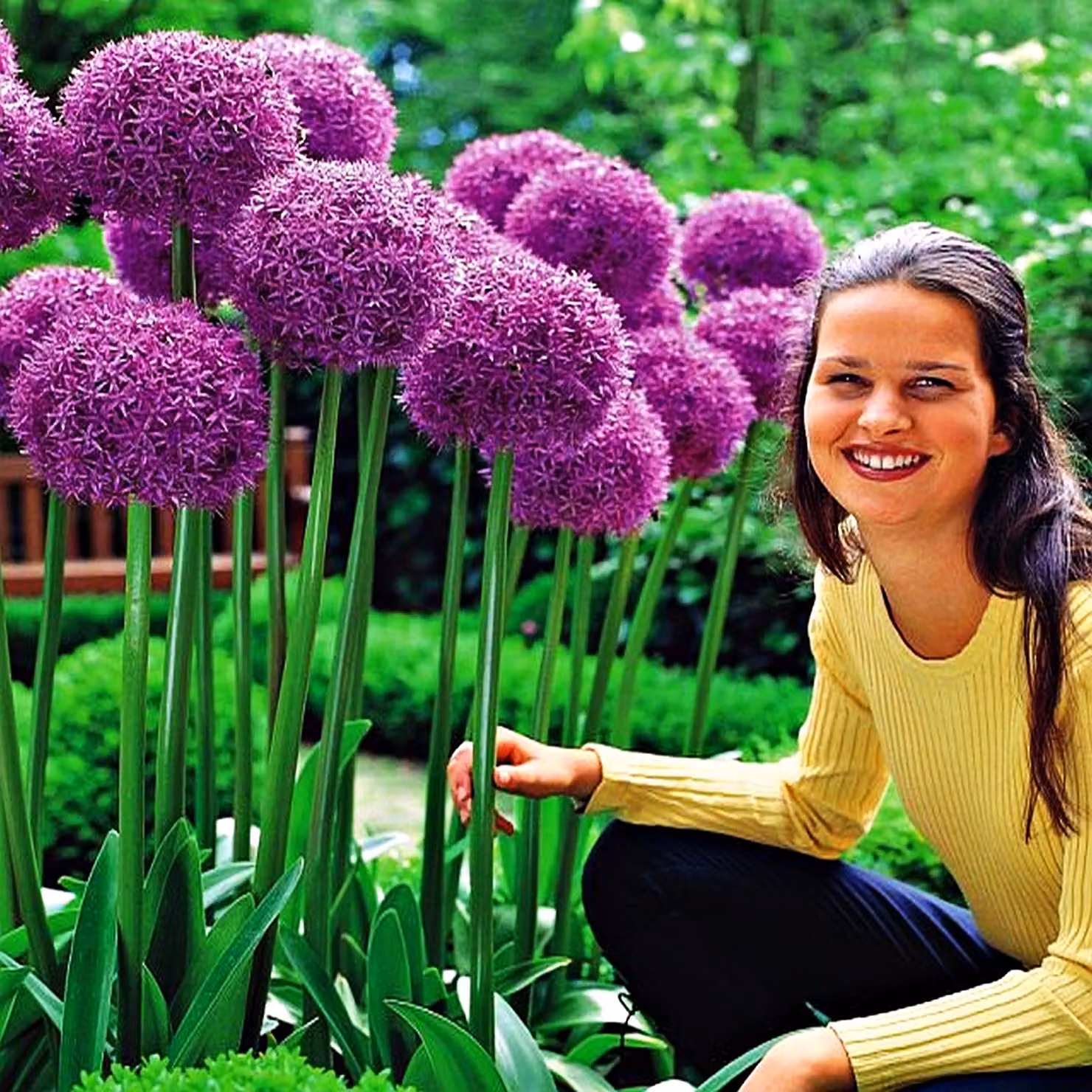 Bulbi da fiore Bulbi Porro ornamentale Allium Globemaster 1 pz.