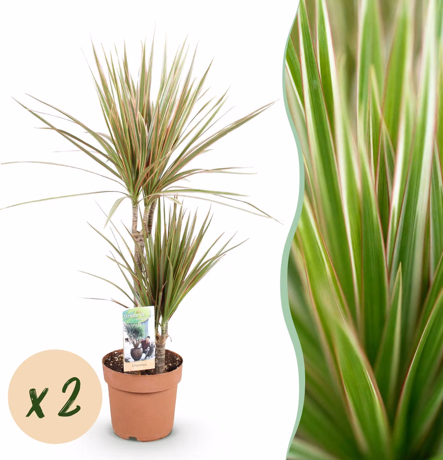 Dracaena Marginata Bicolor - Albero del drago - Bassa manutenzione - Verde - 2 piante - 70-75cm - Ø17cm - Pianta d'appartamento - Sempreverde