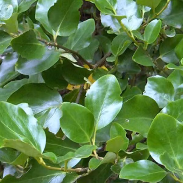 2 piante di Griselinia littoralis (albero ornamentale) | altezza 60-80 cm, in vaso